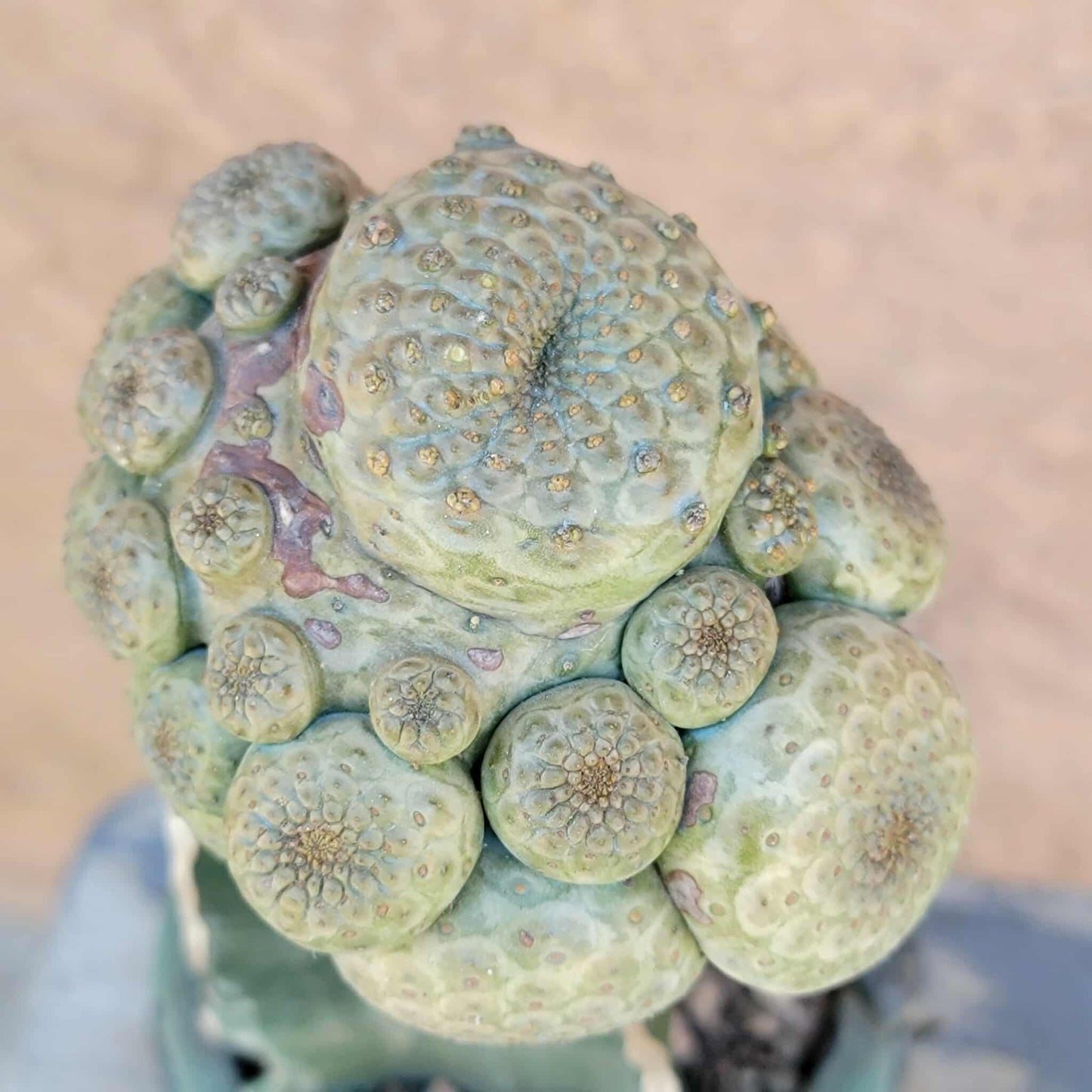 Euphorbia turbiniformis - HUGE - So many heads!!