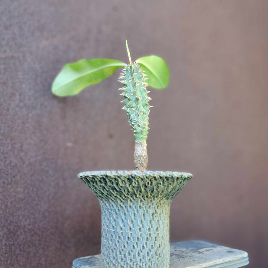 Euphorbia viguieri var. capuroniana