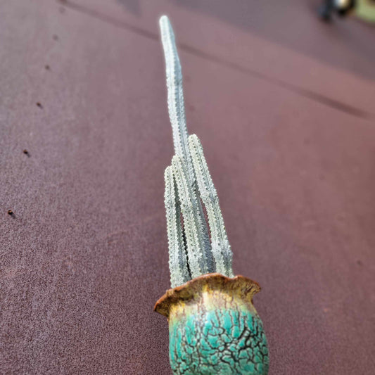 Euphorbia abdelkuri - The TALLEST One! - Huge Rare Succulent - 28" Tall!