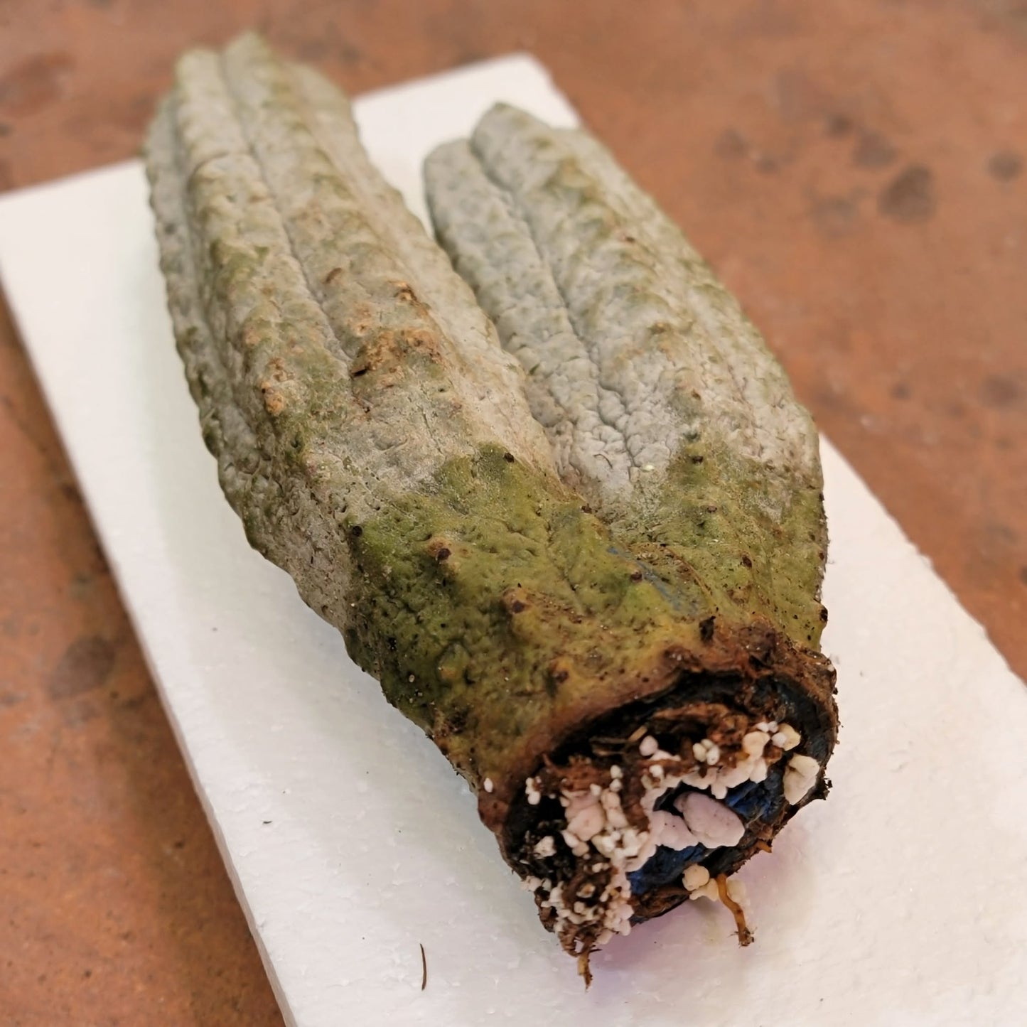 Euphorbia abdelkuri - Double Head