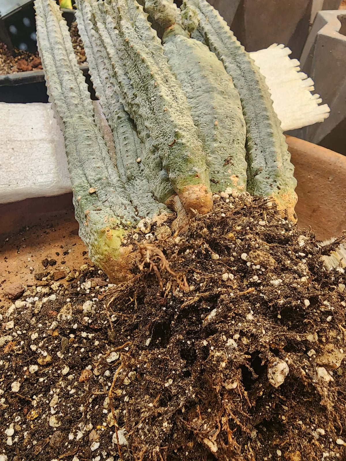 Euphorbia abdelkuri - 10 Arms!