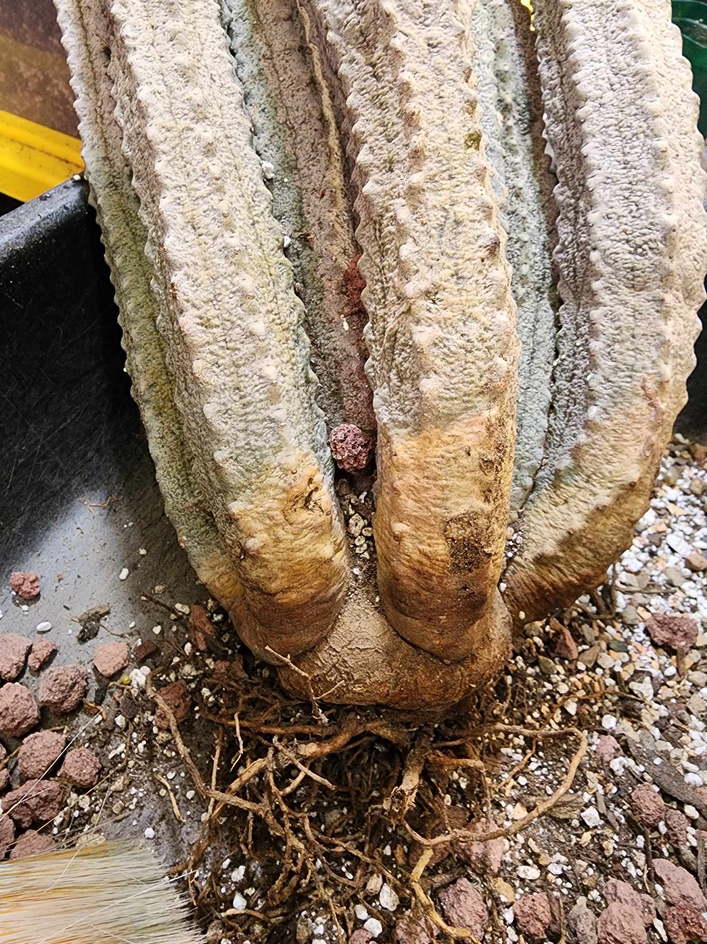 Euphorbia abdelkuri - HUGE! - 9 Arms! 31" Tall!