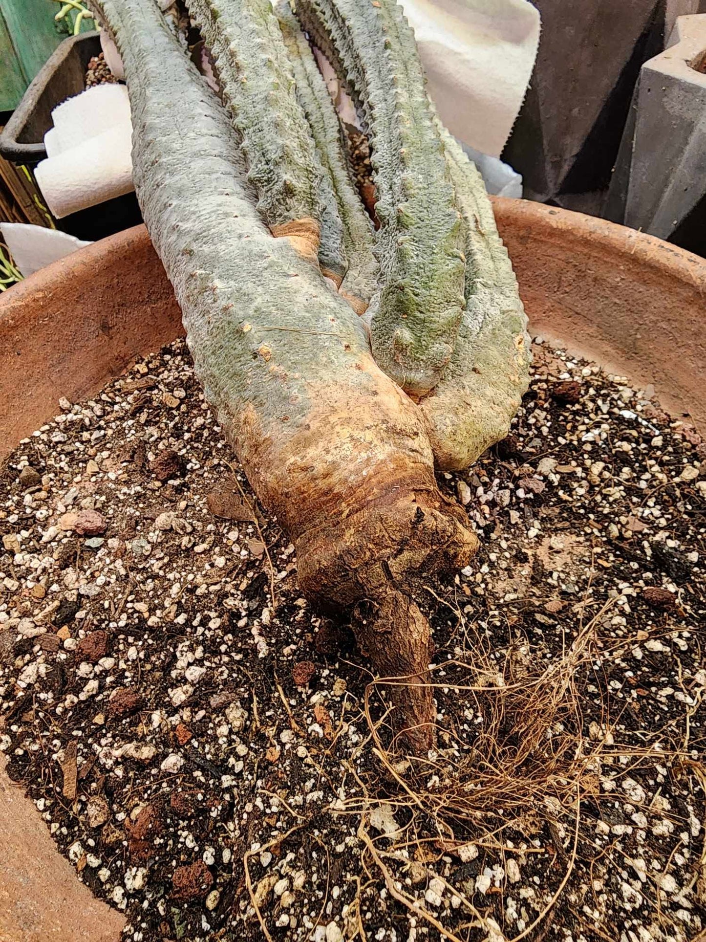 Euphorbia abdelkuri - HUGE! - 9 Arms! 33" Tall! Collector Specimen