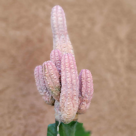 Euphorbia abdelkuri cv. Damask - BIG