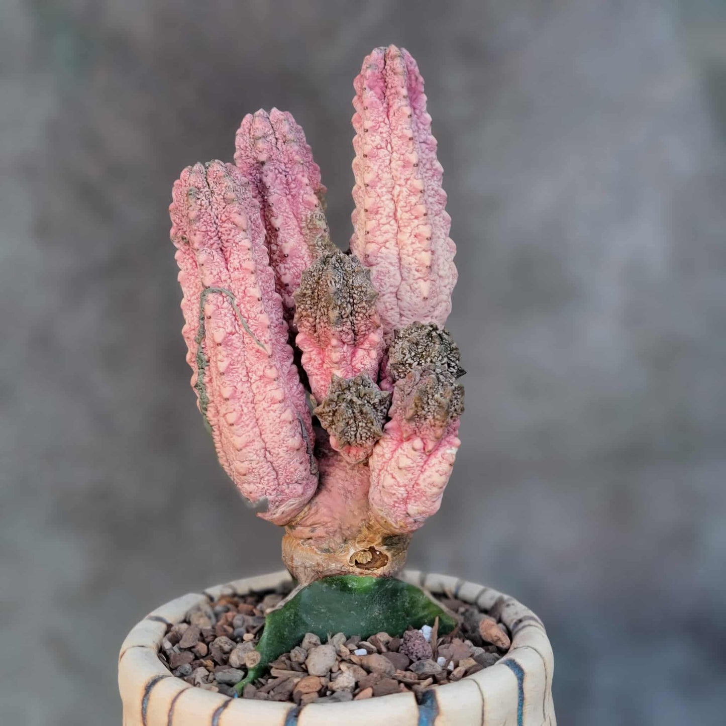 Euphorbia abdelkuri cv. Damask