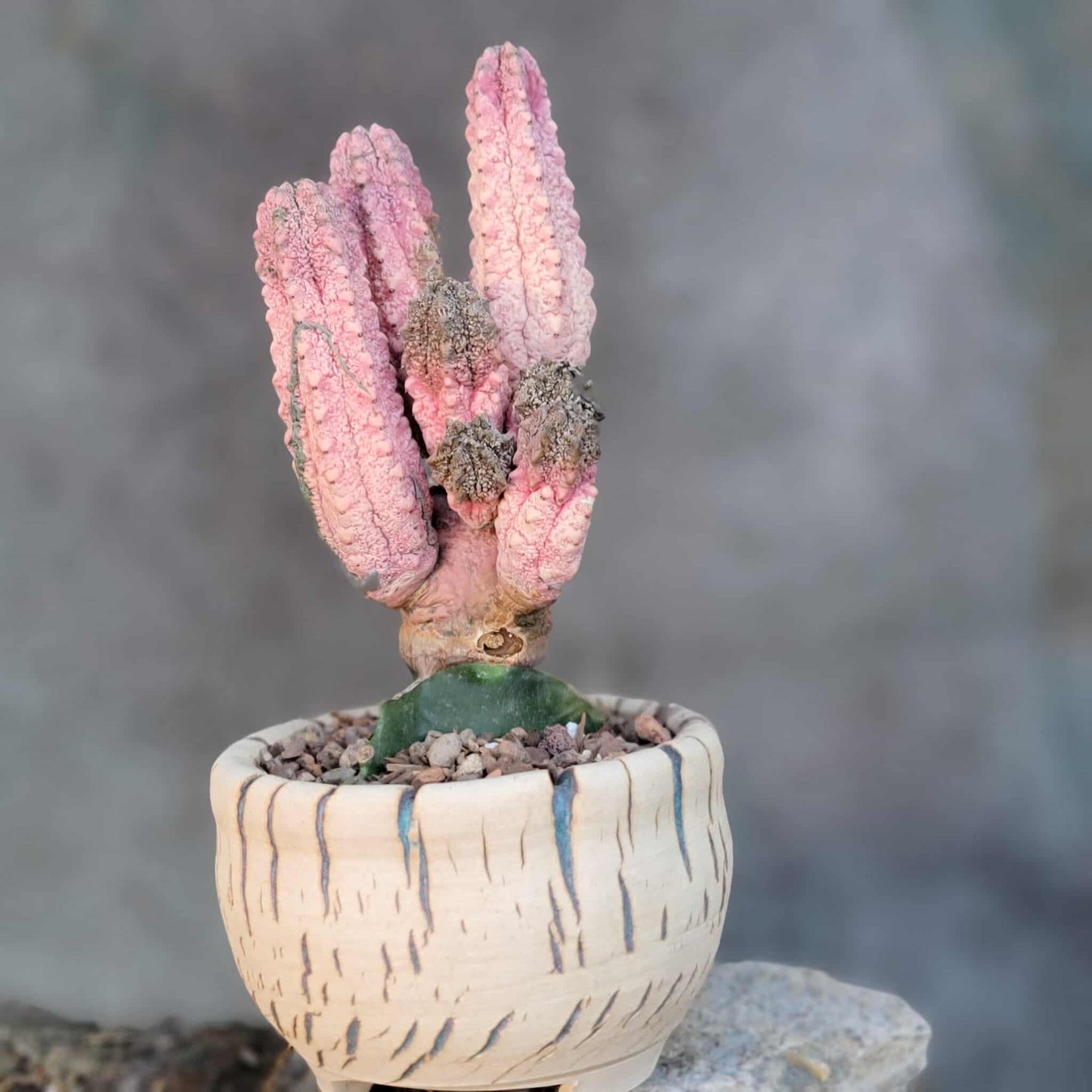 Euphorbia abdelkuri cv. Damask