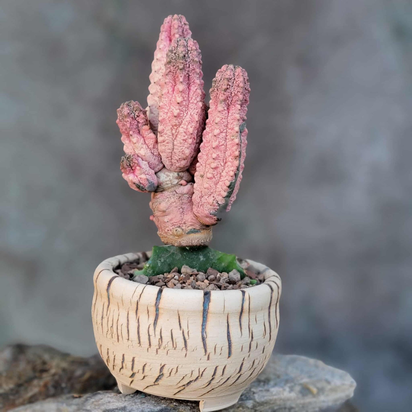 Euphorbia abdelkuri cv. Damask