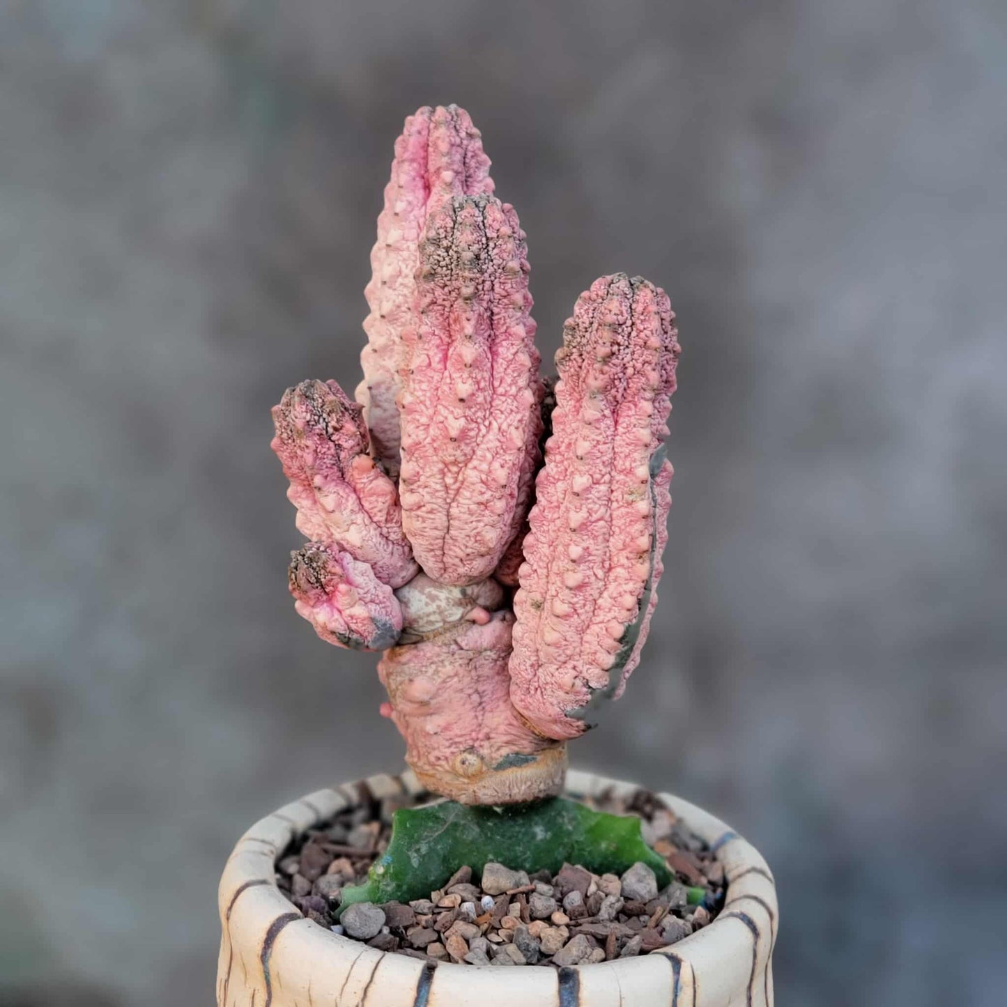 Euphorbia abdelkuri cv. Damask