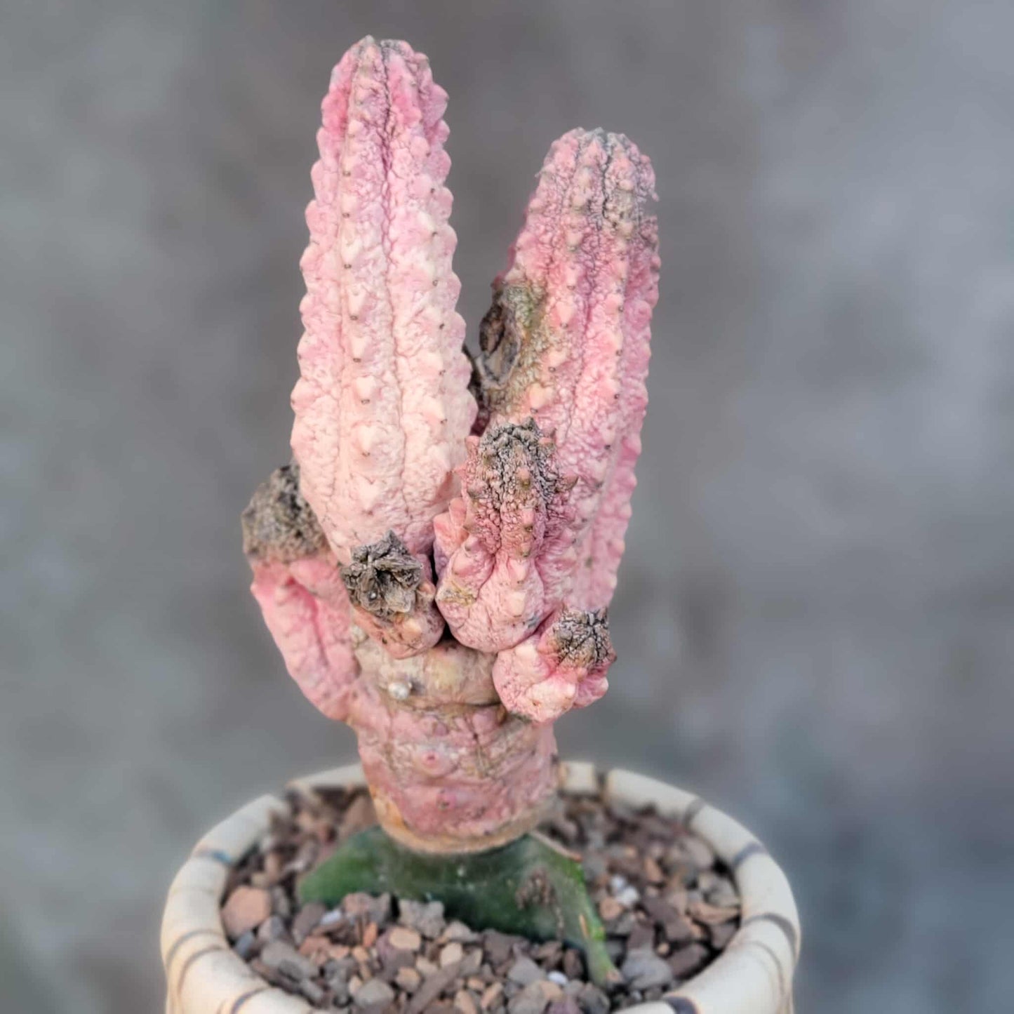 Euphorbia abdelkuri cv. Damask