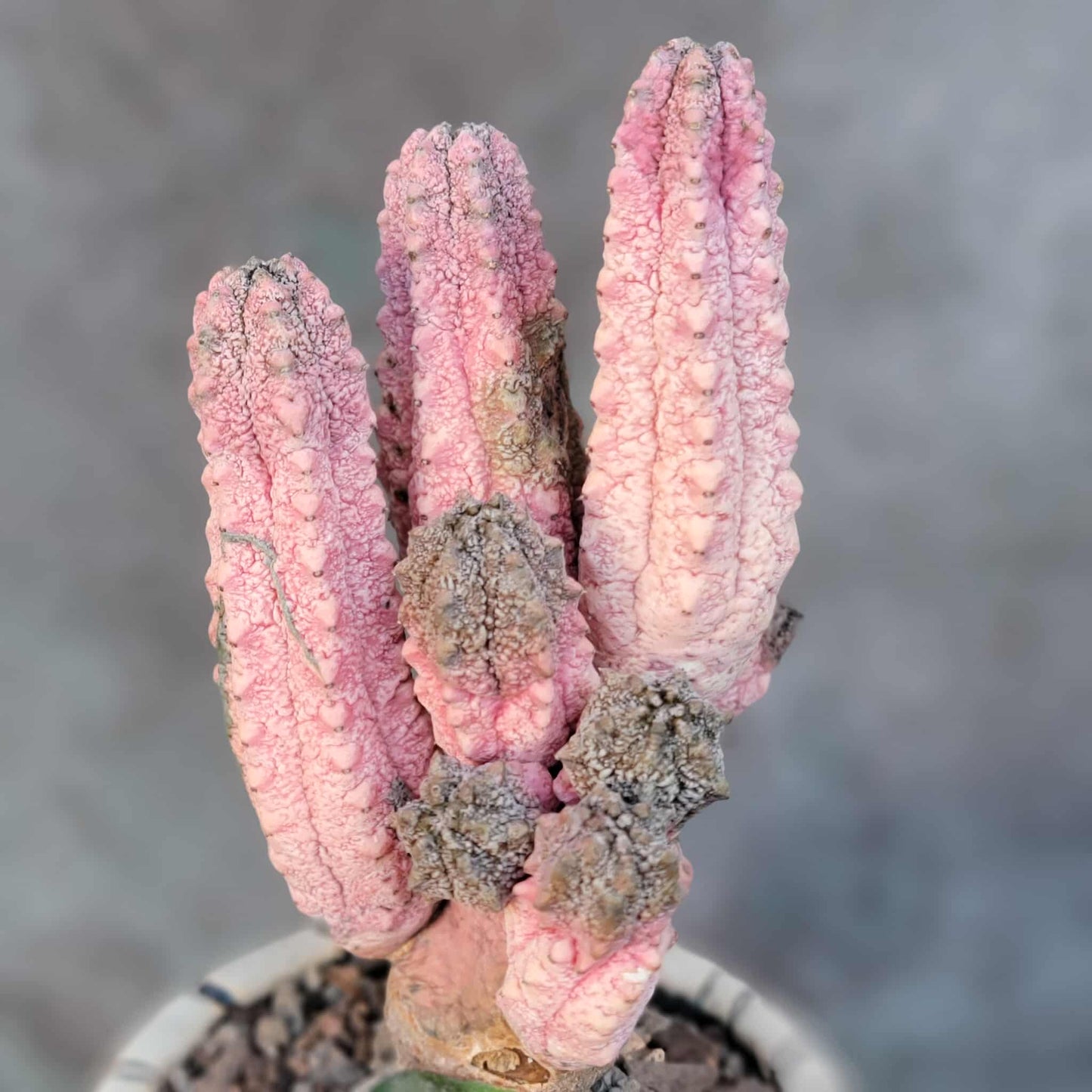 Euphorbia abdelkuri cv. Damask