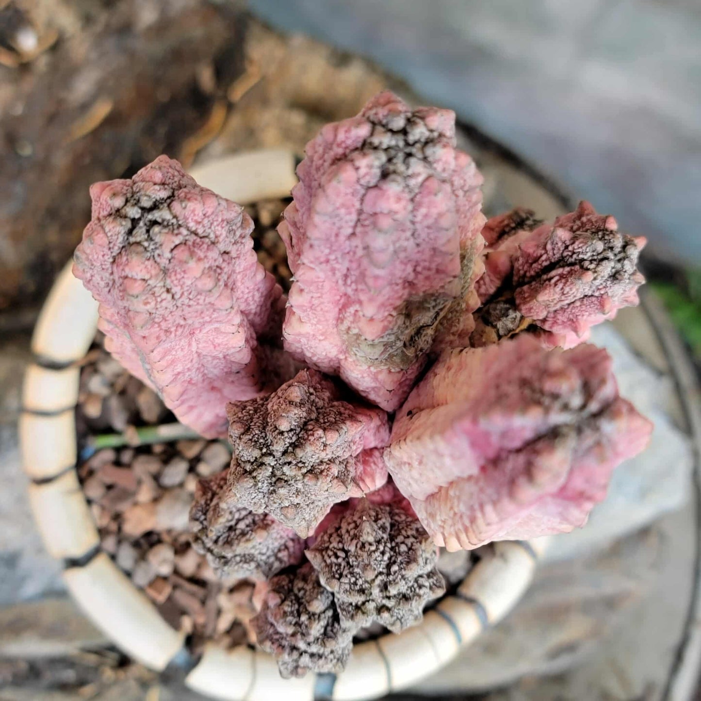 Euphorbia abdelkuri cv. Damask