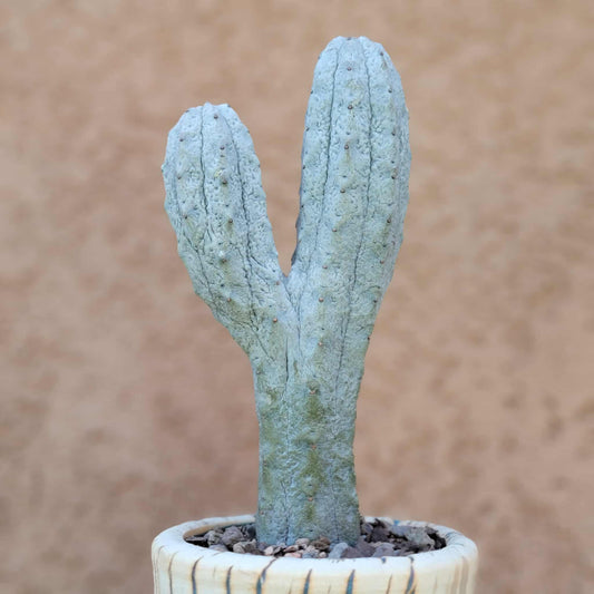 Euphorbia abdelkuri monstrous