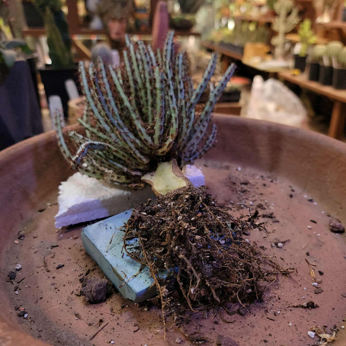 Euphorbia aeruginosa - Miniature Saguaro