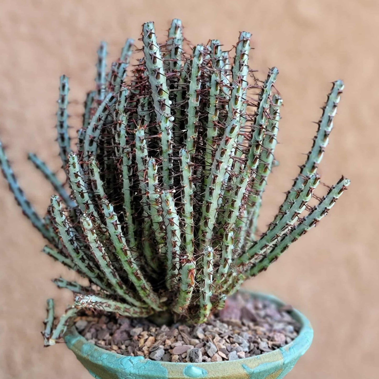 Euphorbia aeruginosa - Miniature Saguaro