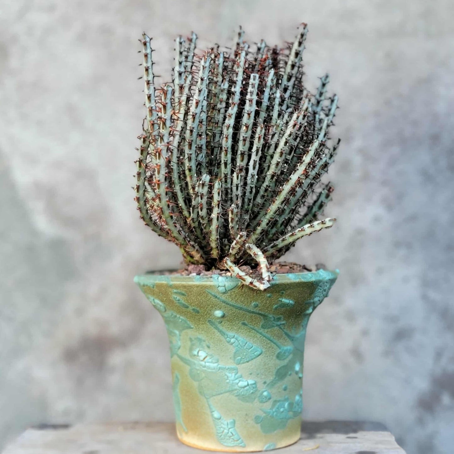 Euphorbia aeruginosa - Miniature Saguaro