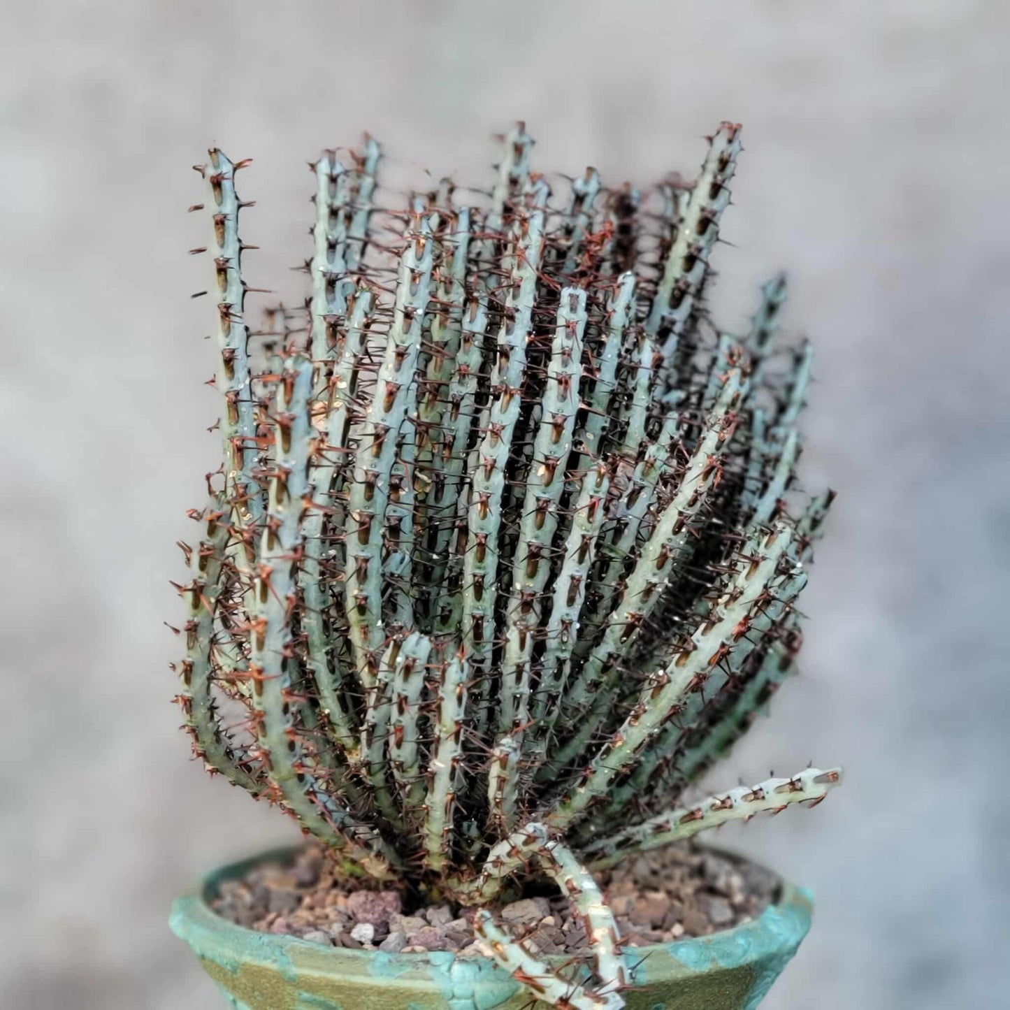 Euphorbia aeruginosa - Miniature Saguaro