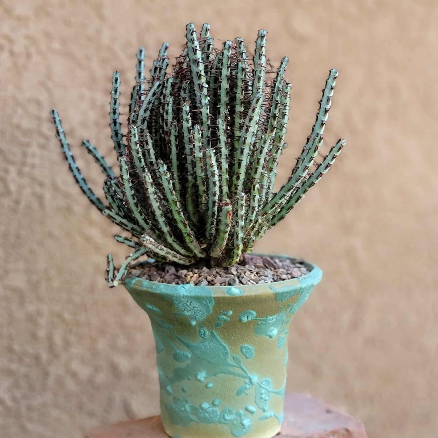 Euphorbia aeruginosa - Miniature Saguaro