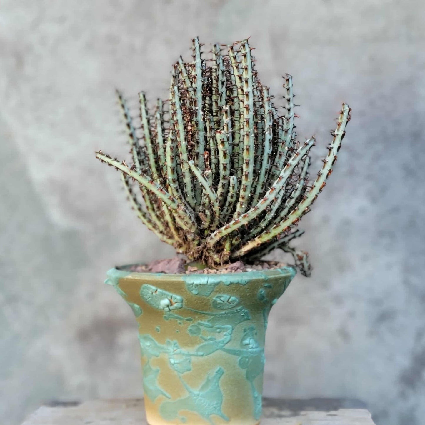 Euphorbia aeruginosa - Miniature Saguaro