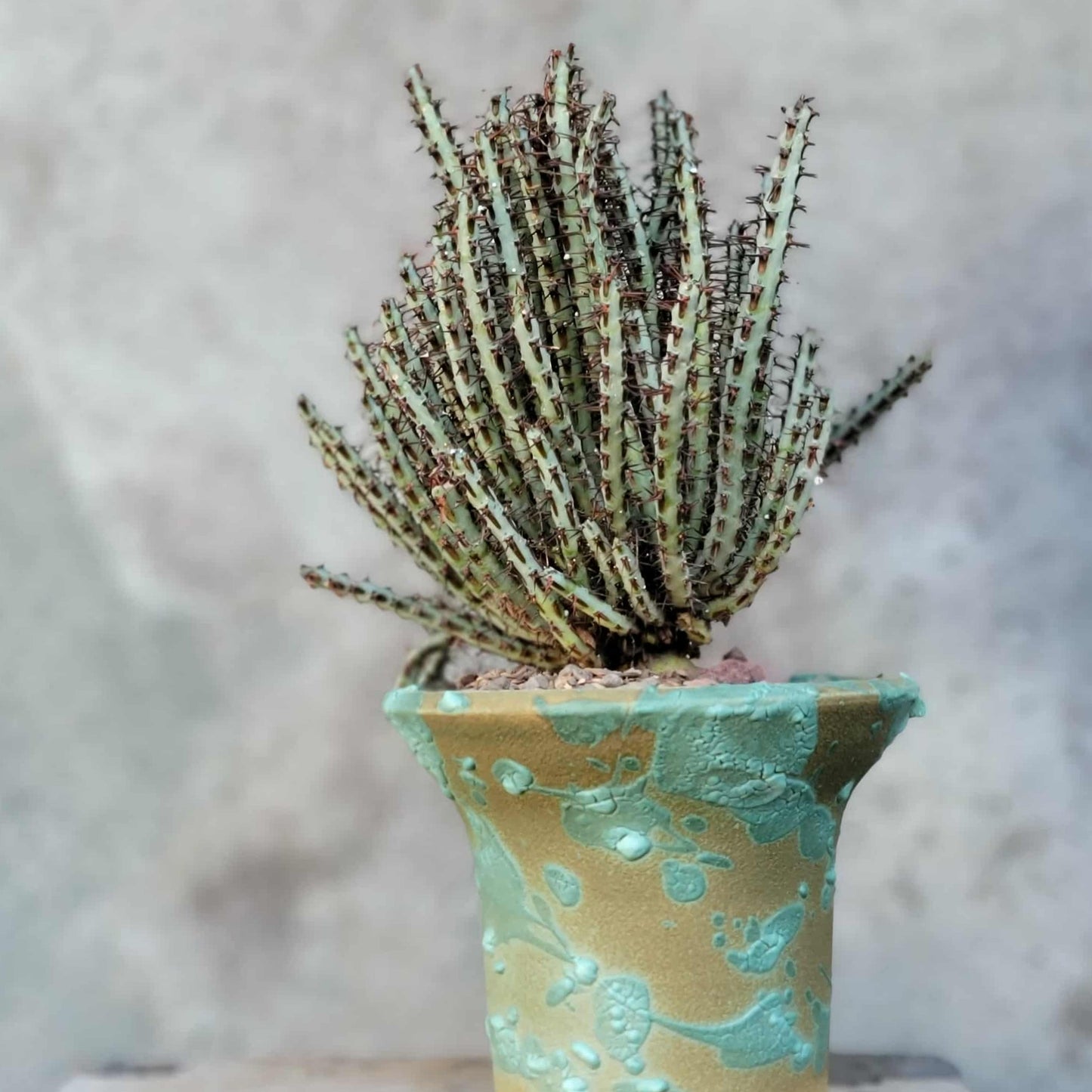 Euphorbia aeruginosa - Miniature Saguaro