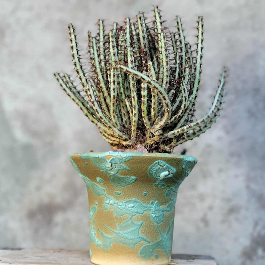 Euphorbia aeruginosa - Miniature Saguaro