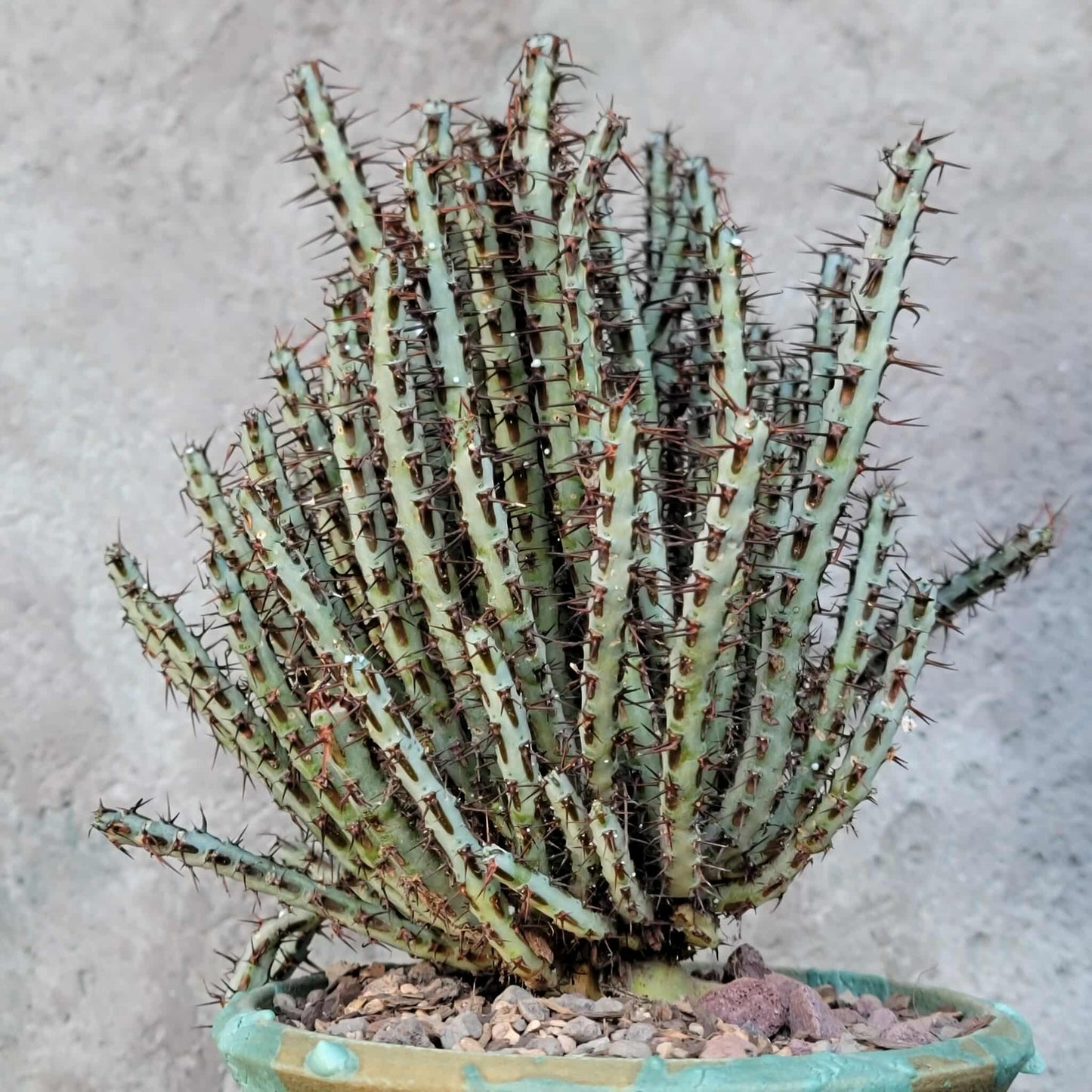 Euphorbia aeruginosa - Miniature Saguaro