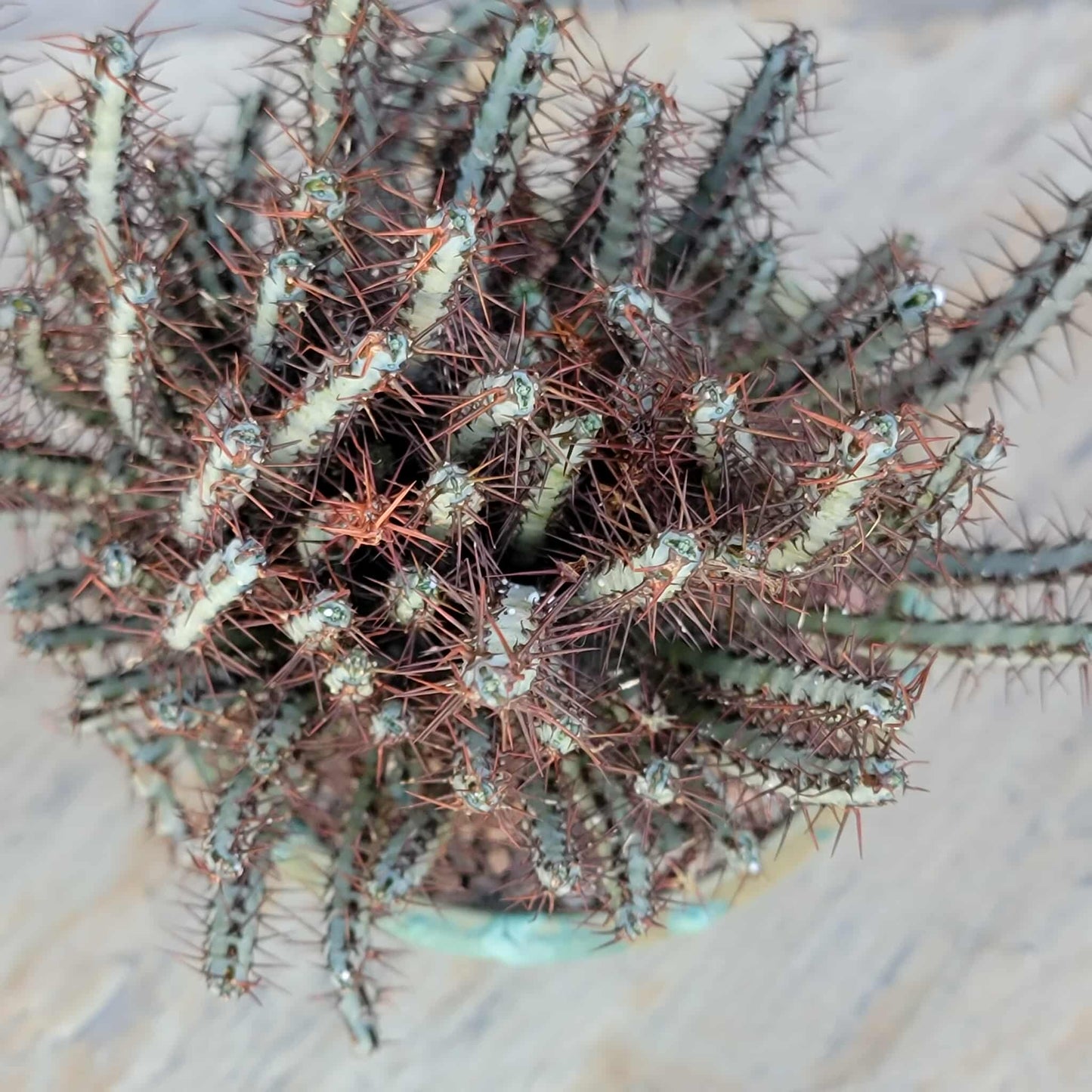 Euphorbia aeruginosa - Miniature Saguaro
