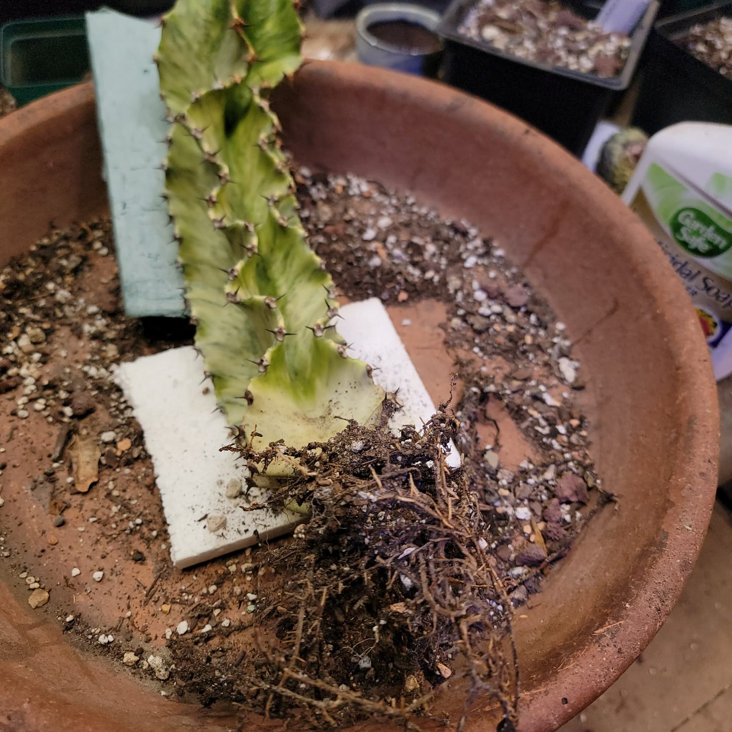 Euphorbia ammak variegata