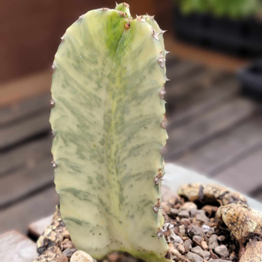 Euphorbia ammak variegata