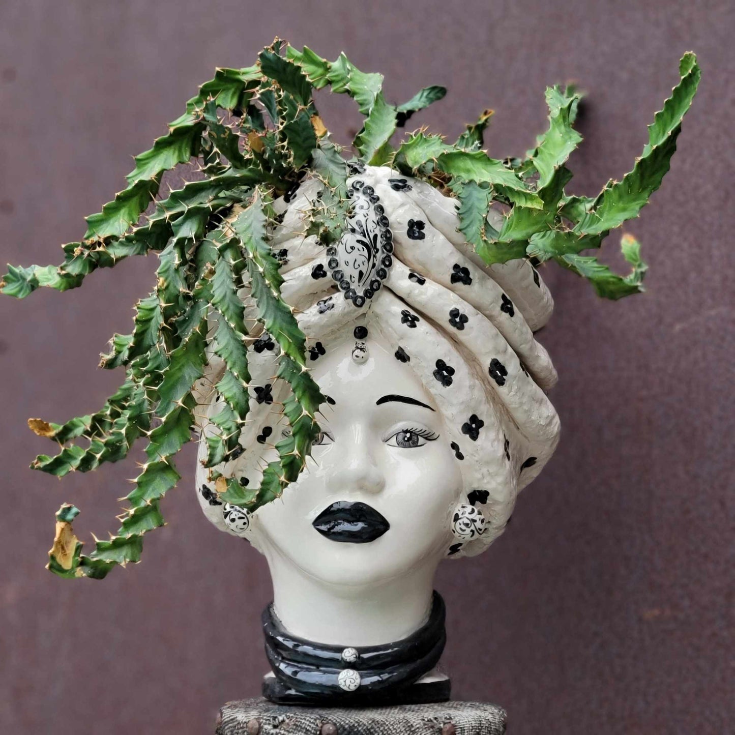 Euphorbia clavigera f. persistens - BIG - Seed Grown