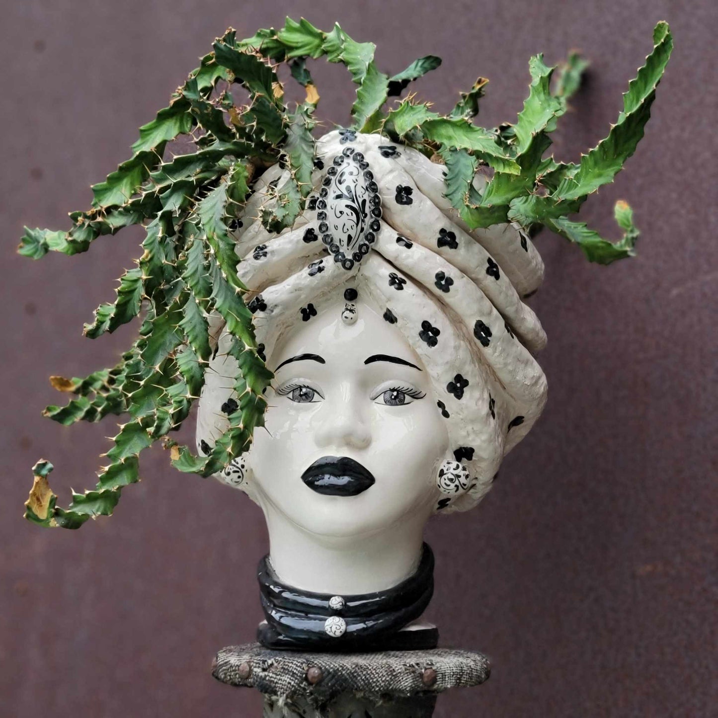 Euphorbia clavigera f. persistens - BIG - Seed Grown