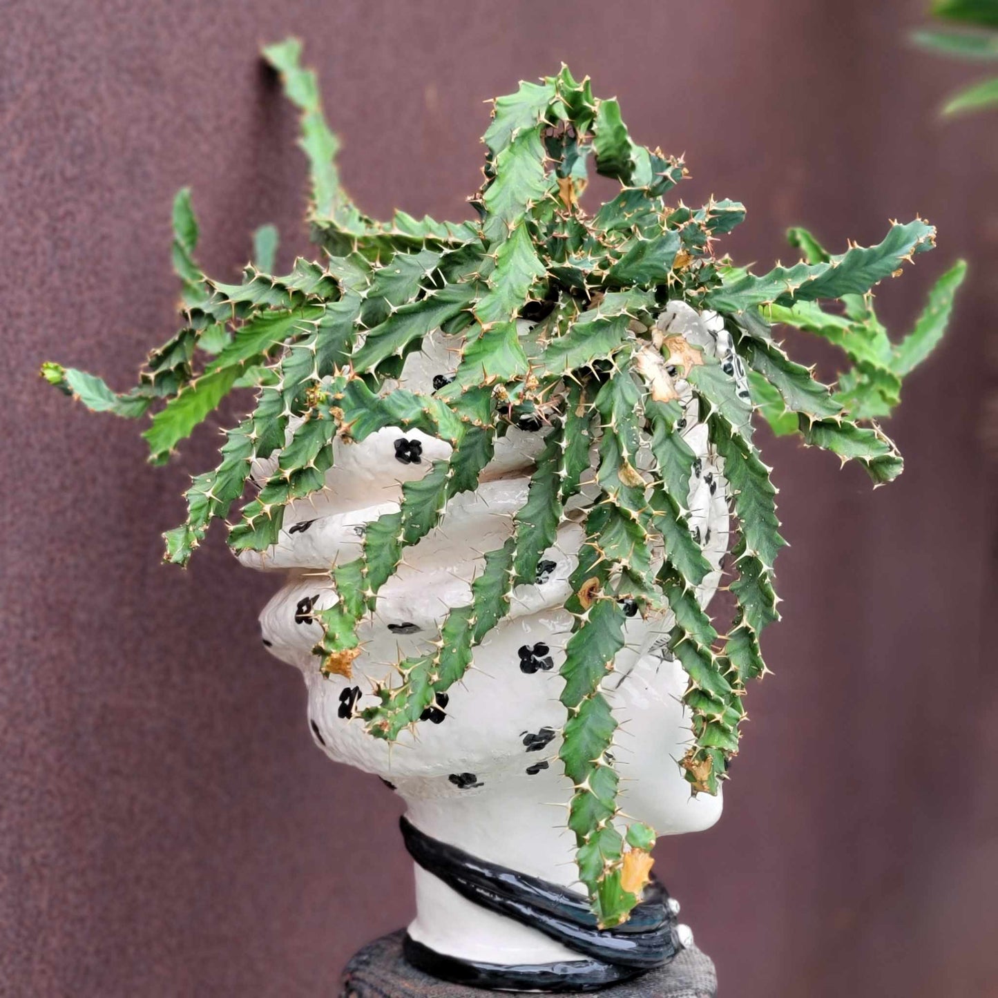 Euphorbia clavigera f. persistens - BIG - Seed Grown