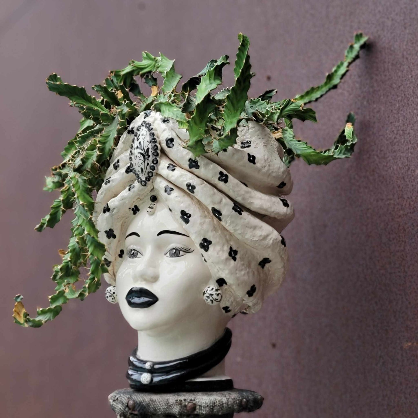 Euphorbia clavigera f. persistens - BIG - Seed Grown