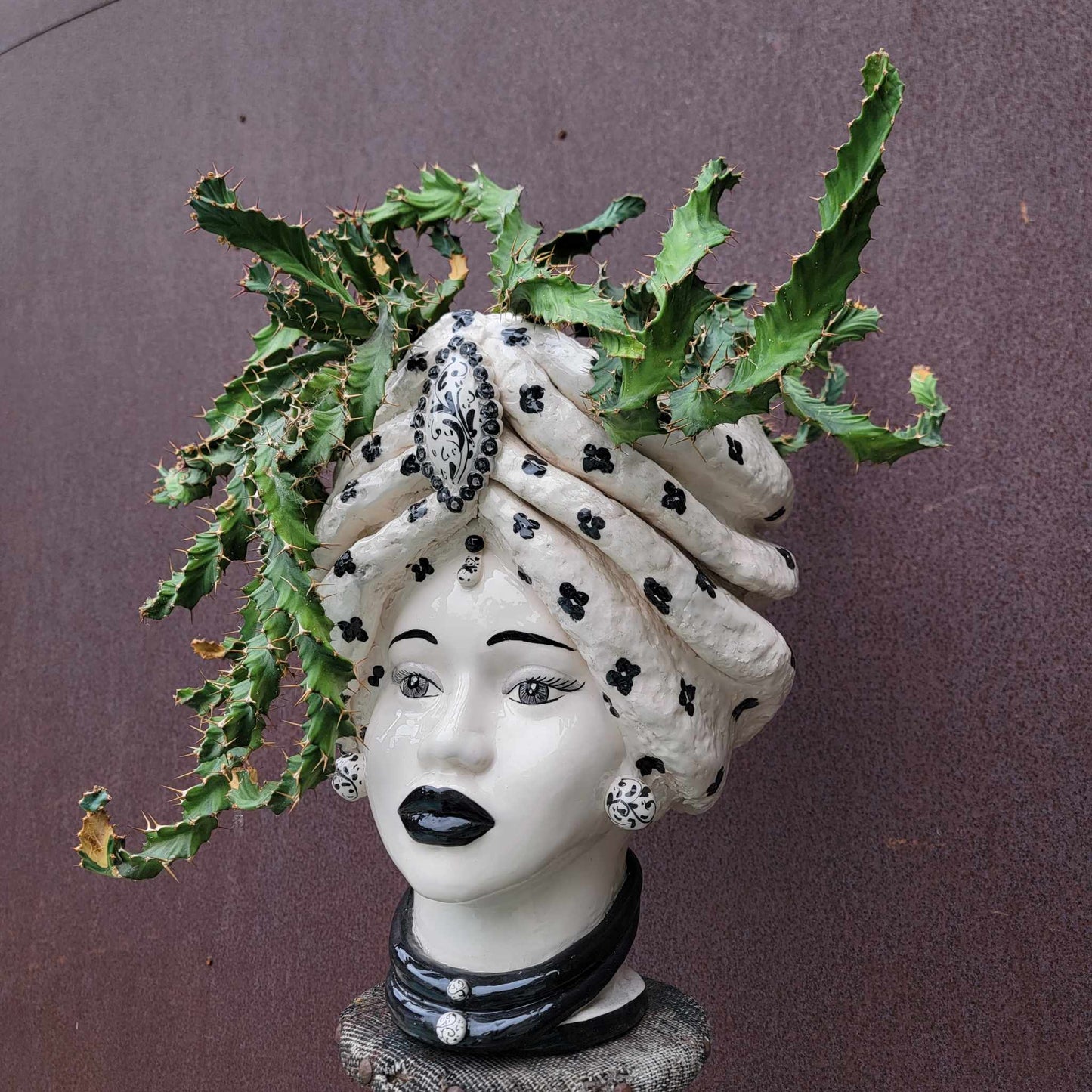 Euphorbia clavigera f. persistens - BIG - Seed Grown