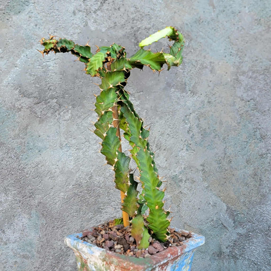 Euphorbia clavigera f. persistens - Seed Grown