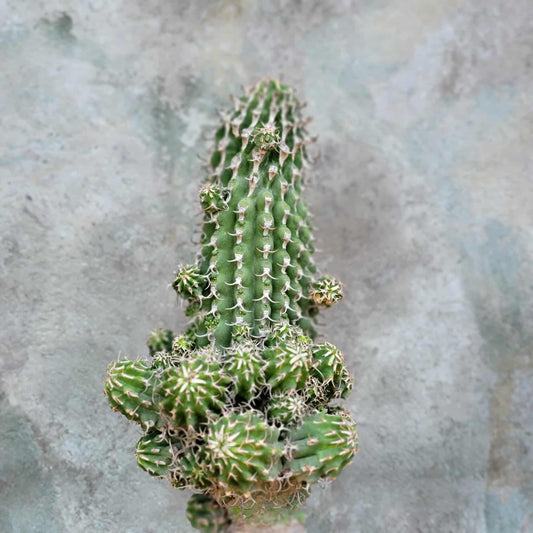 Euphorbia columnaris - Big and loaded with babies!