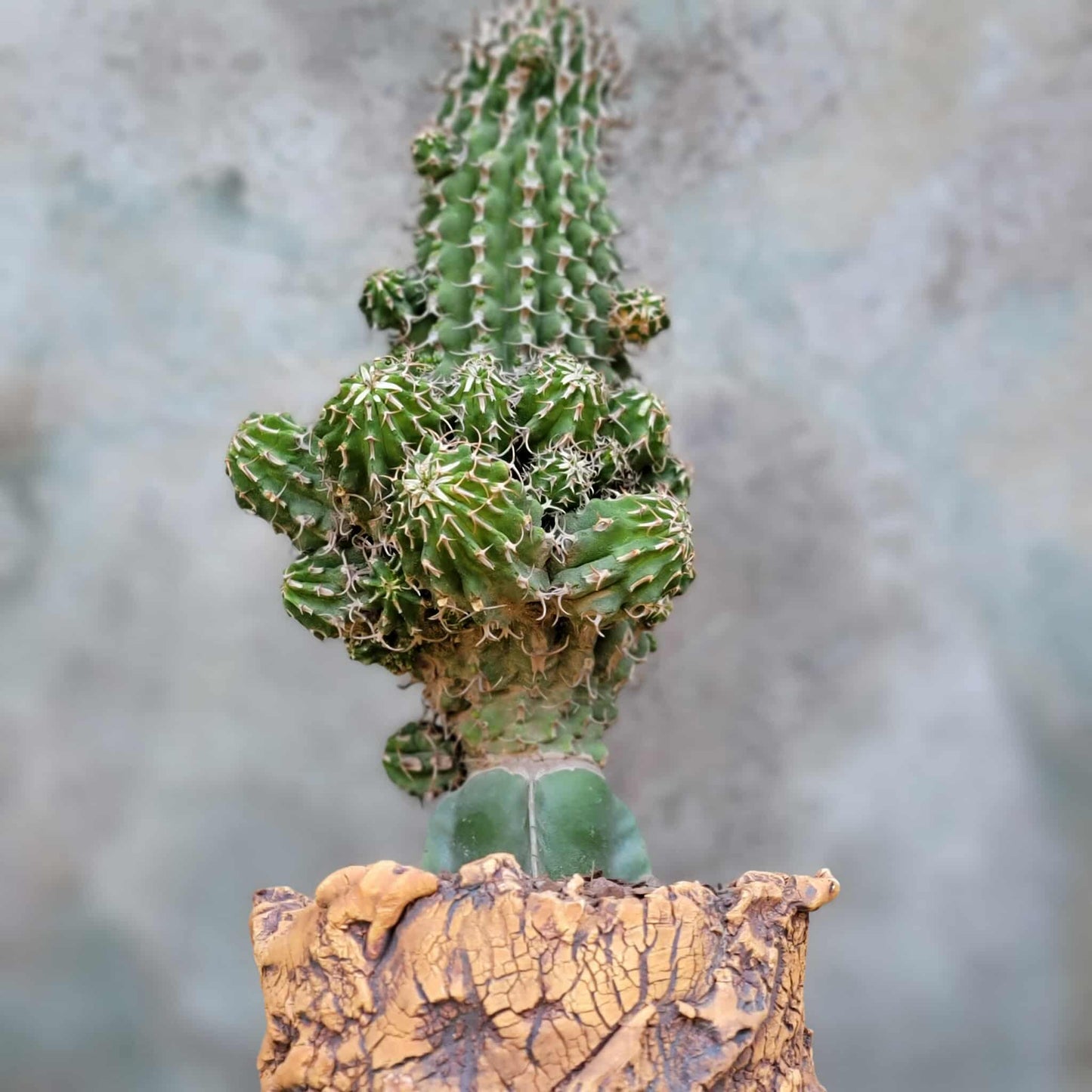Euphorbia columnaris - Big and loaded with babies!