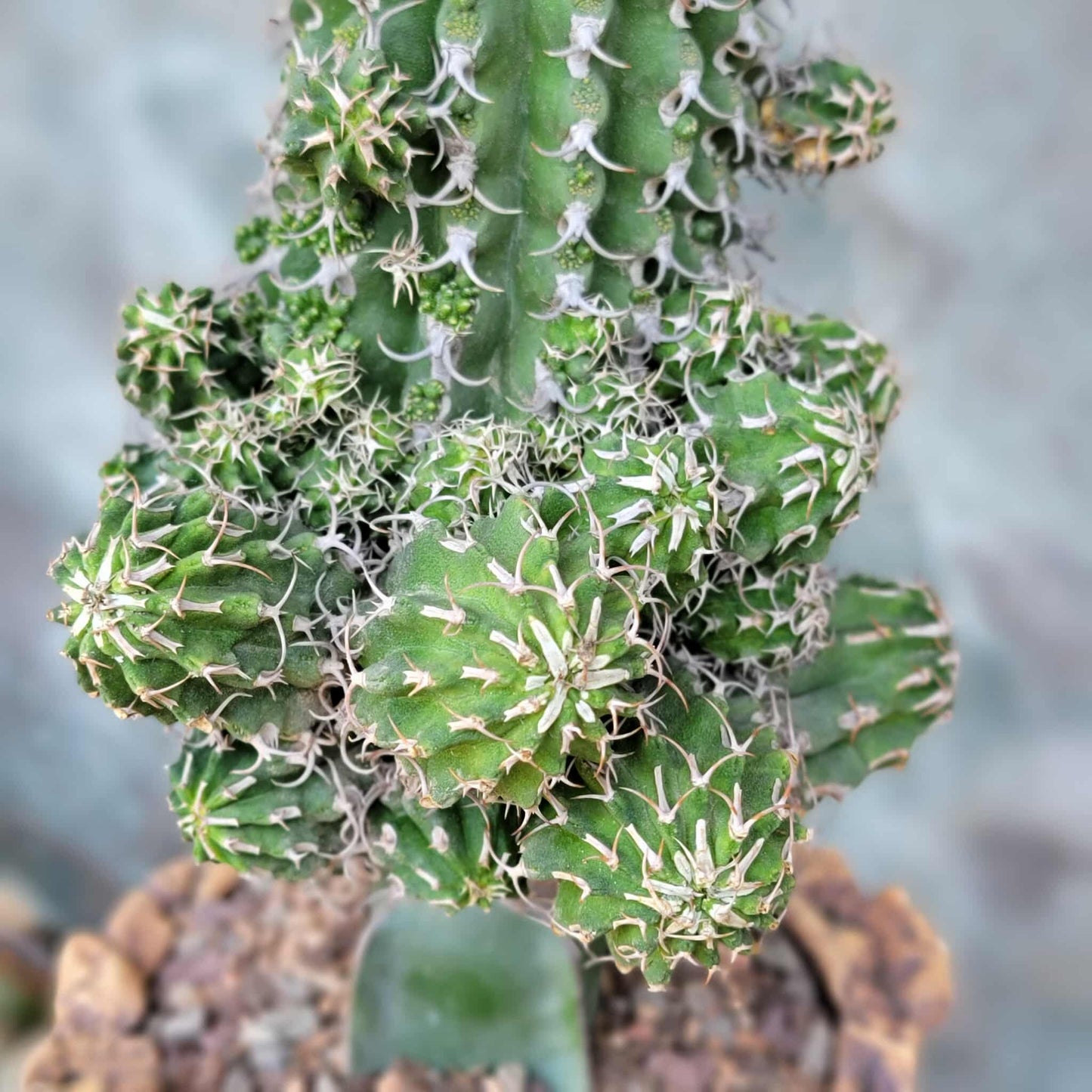 Euphorbia columnaris - Big and loaded with babies!