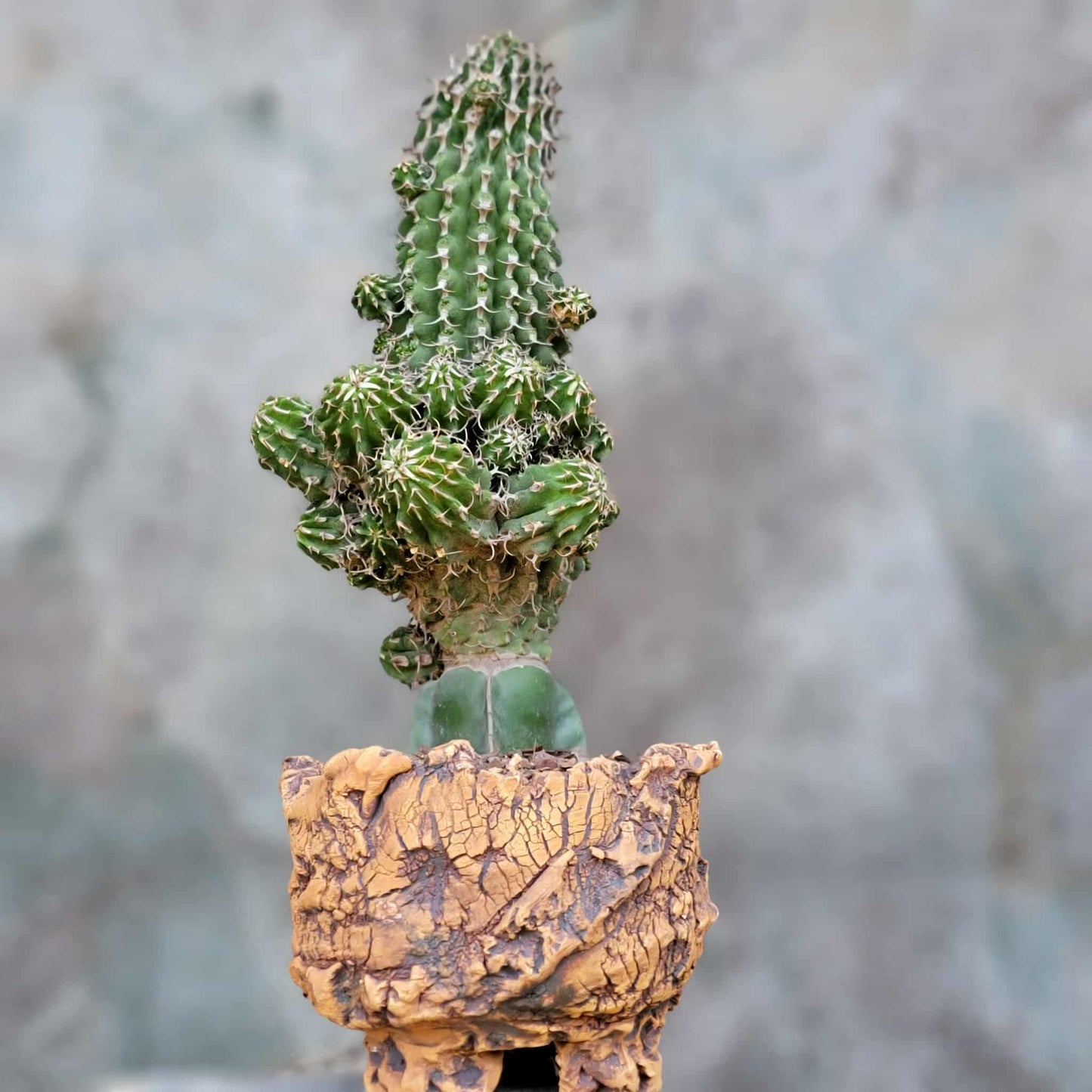 Euphorbia columnaris - Big and loaded with babies!