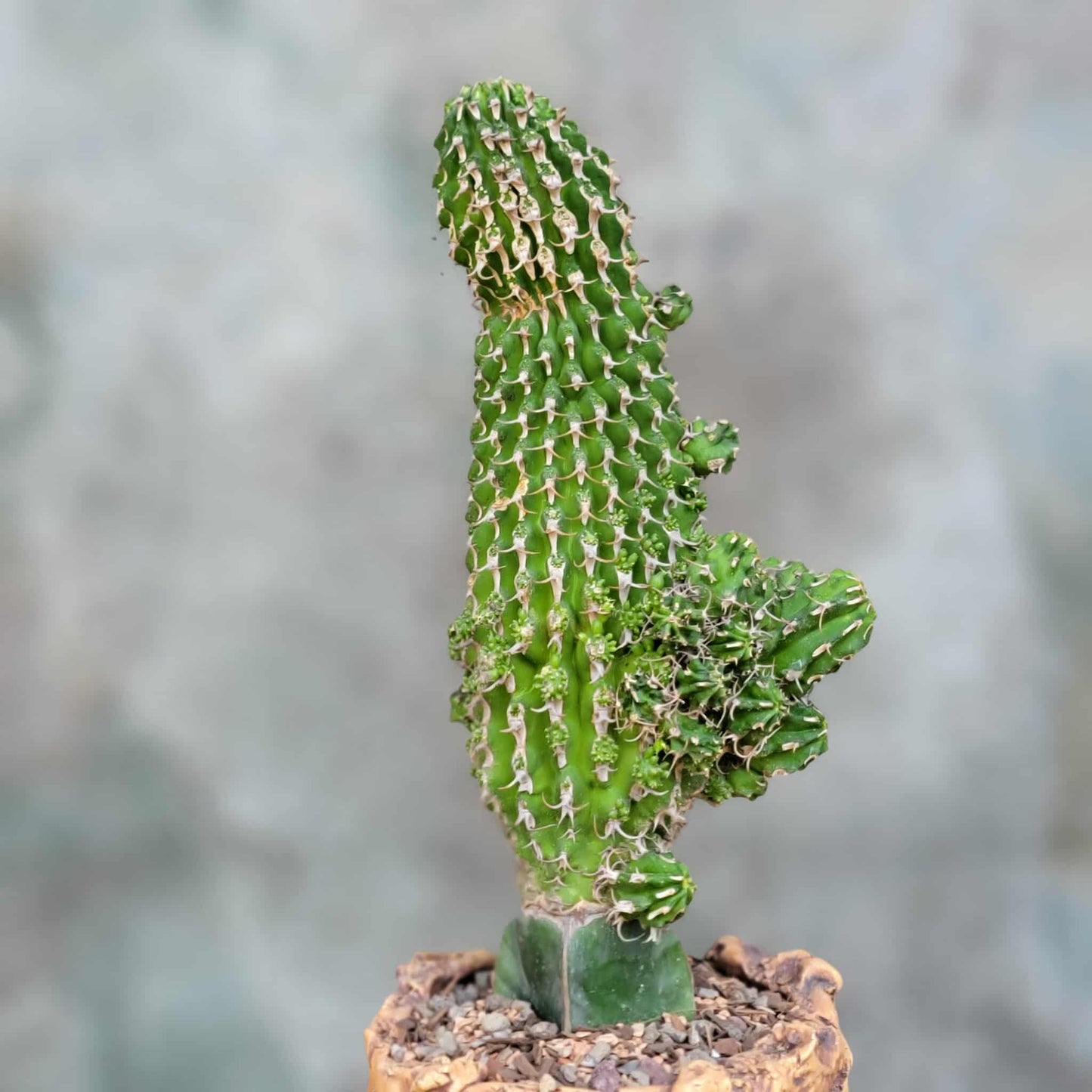 Euphorbia columnaris - Big and loaded with babies!