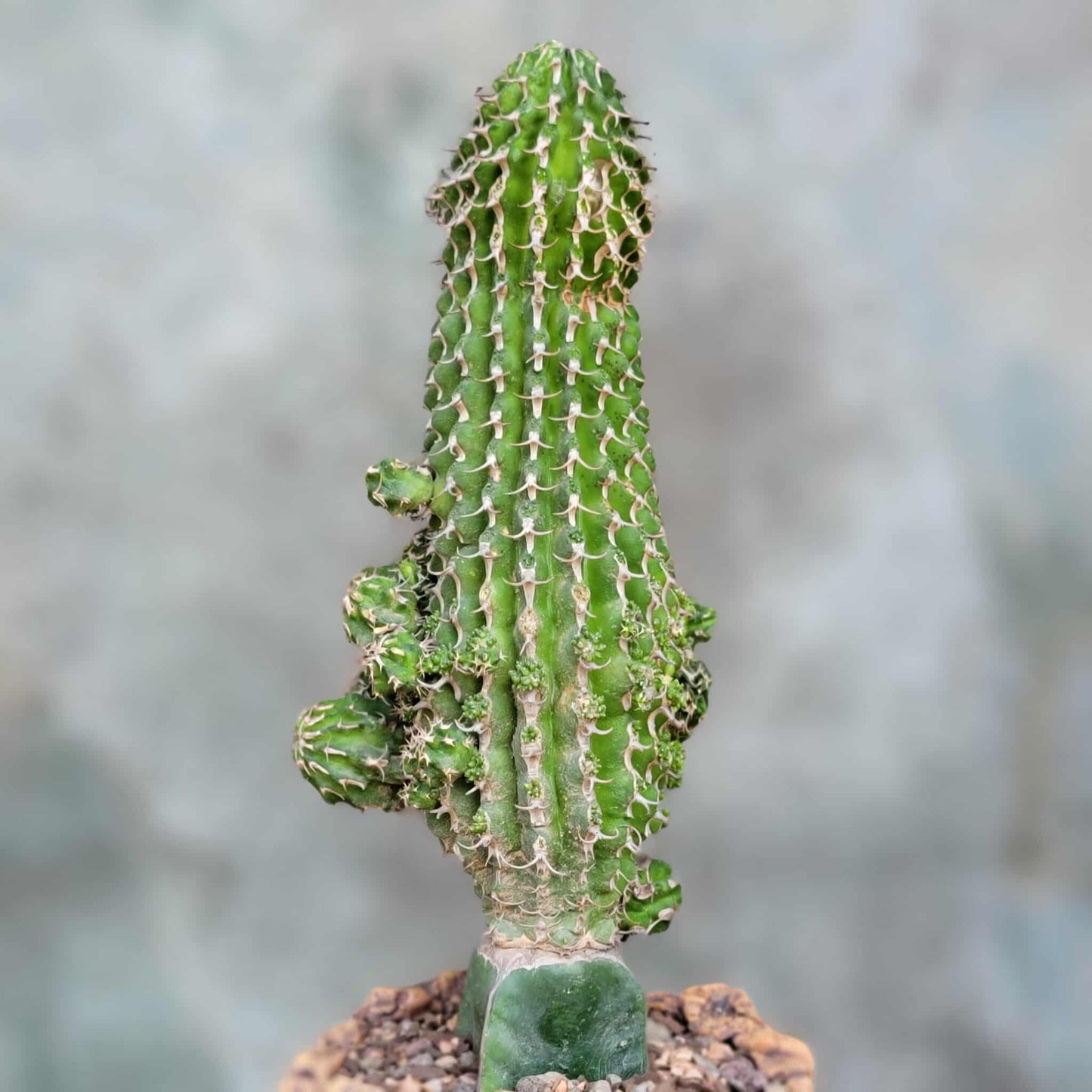 Euphorbia columnaris - Big and loaded with babies!