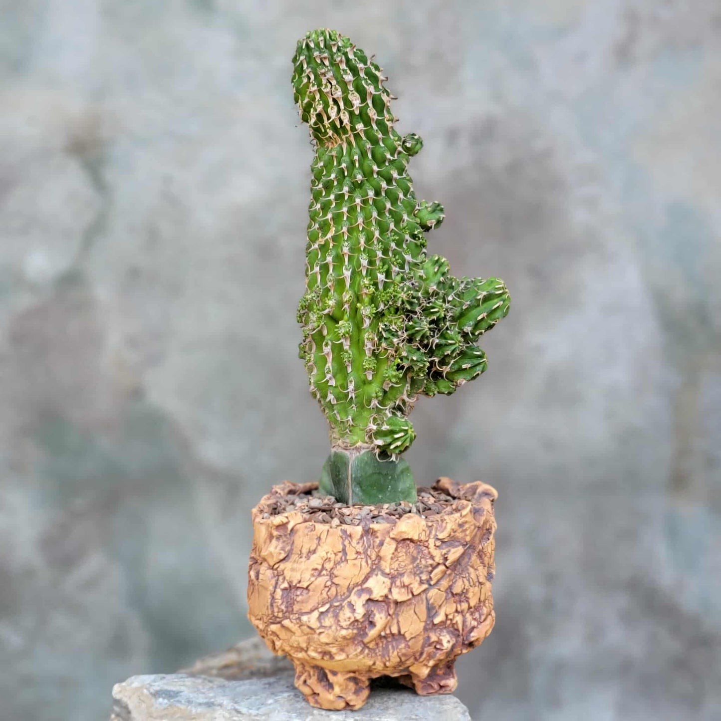 Euphorbia columnaris - Big and loaded with babies!