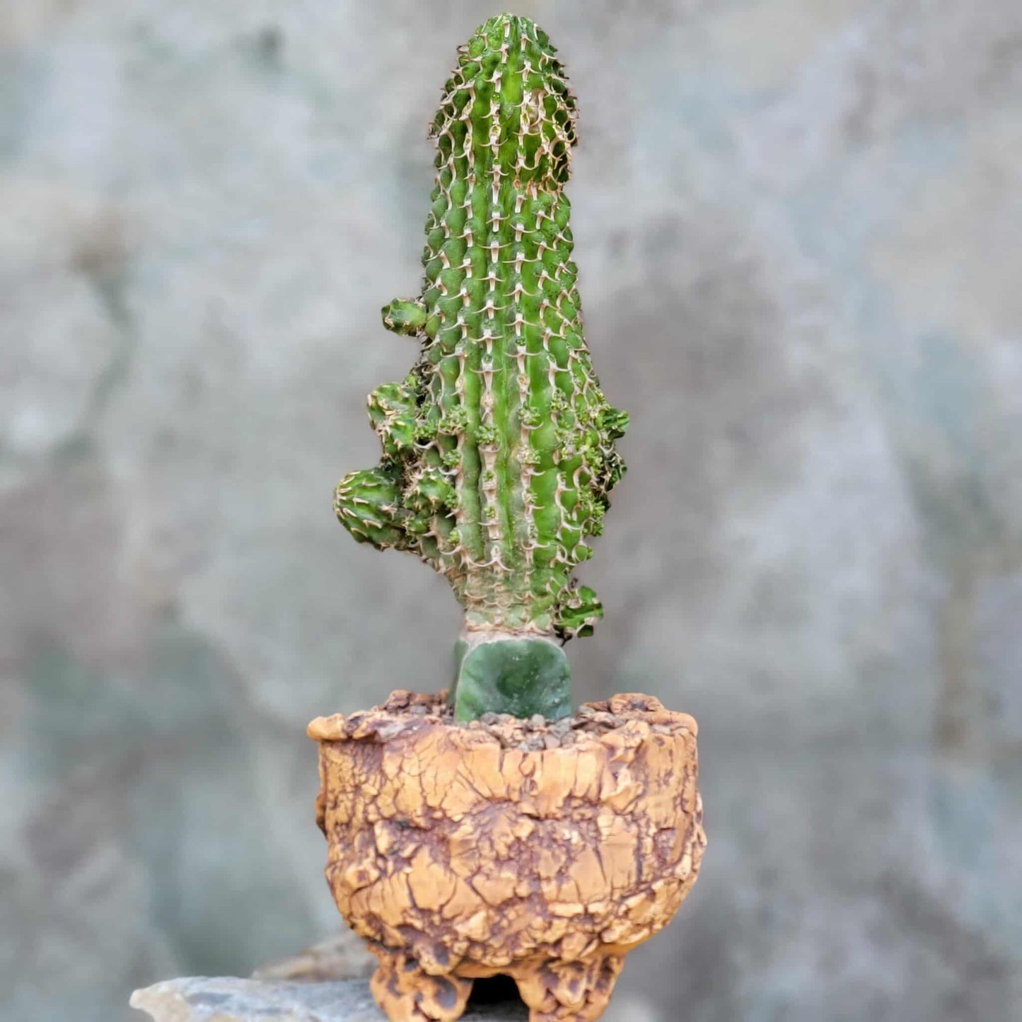 Euphorbia columnaris - Big and loaded with babies!