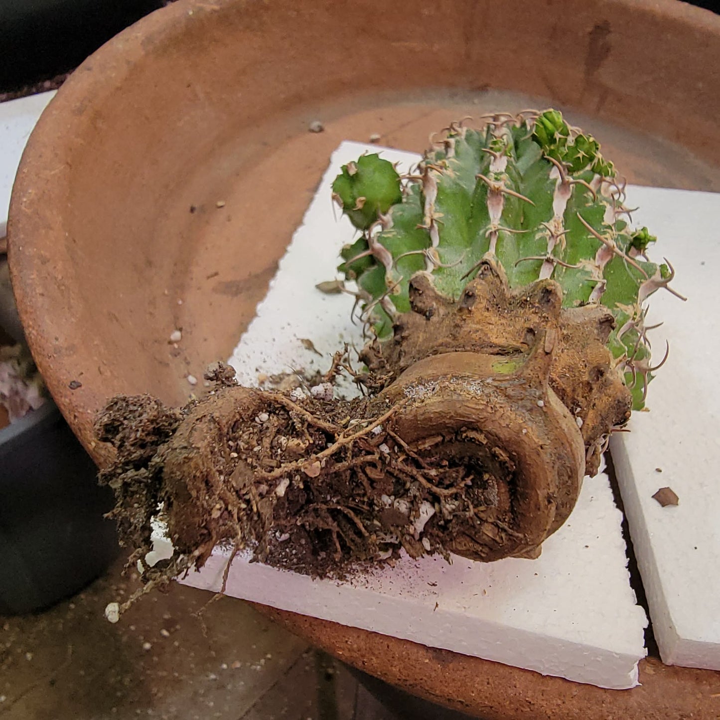 Euphorbia columnaris