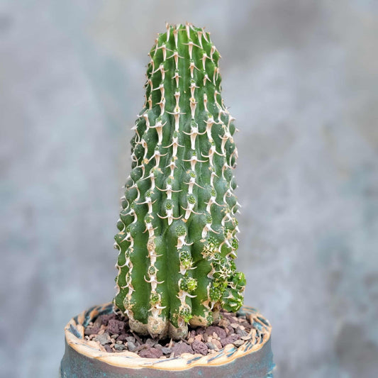 Euphorbia columnaris