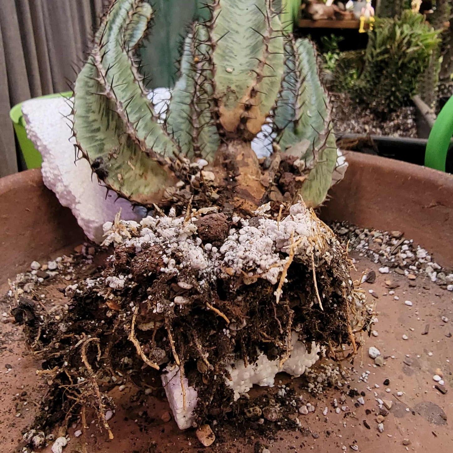 Euphorbia confinalis ssp. Rhodesia variegata 'Zebra' x 4 – Lebombo Euphorbia