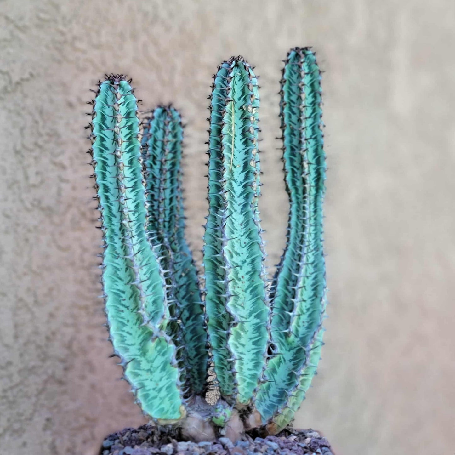 Euphorbia confinalis ssp. Rhodesia variegata 'Zebra' x 4 – Lebombo Euphorbia