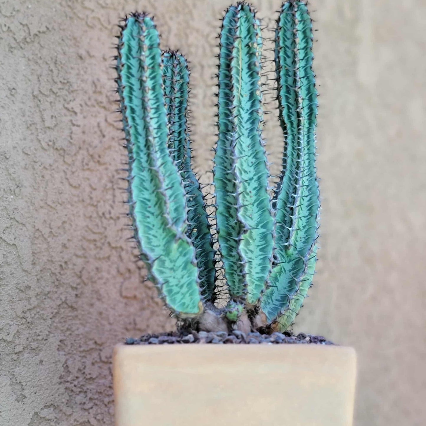Euphorbia confinalis ssp. Rhodesia variegata 'Zebra' x 4 – Lebombo Euphorbia