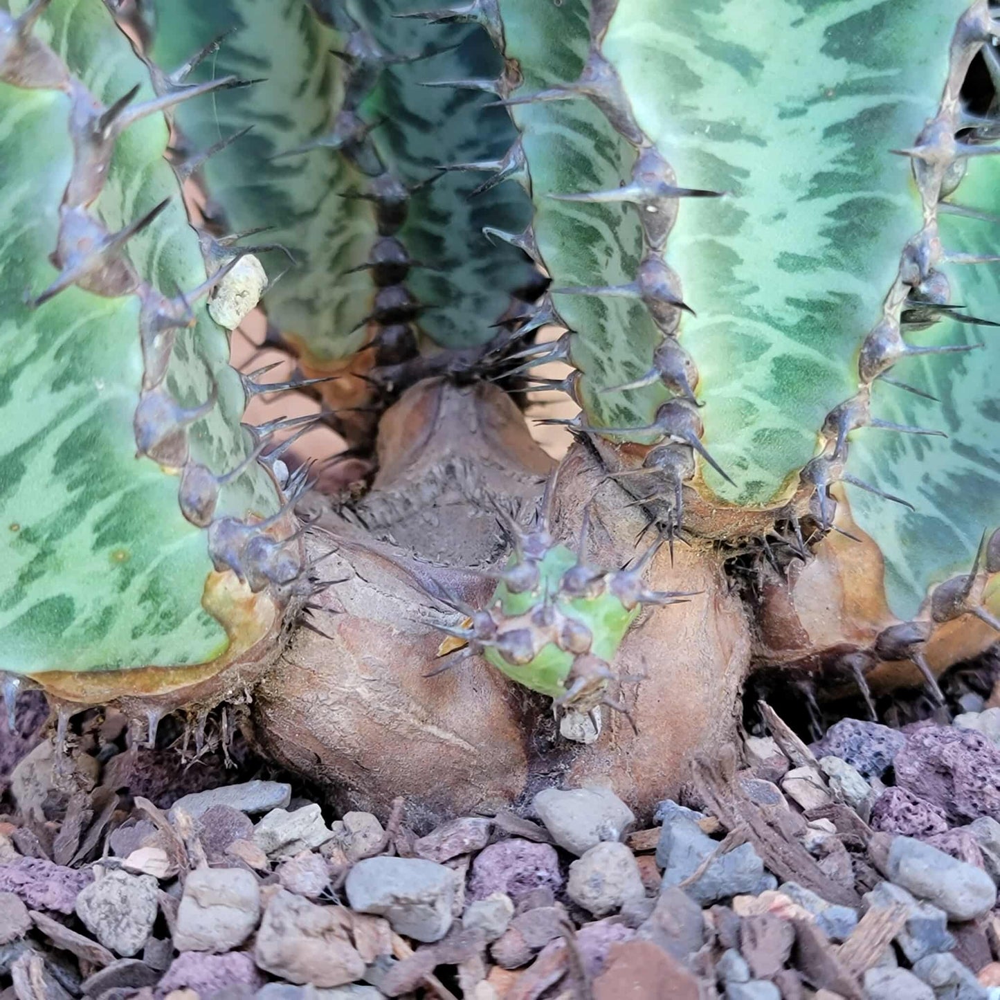 Euphorbia confinalis ssp. Rhodesia variegata 'Zebra' x 4 – Lebombo Euphorbia