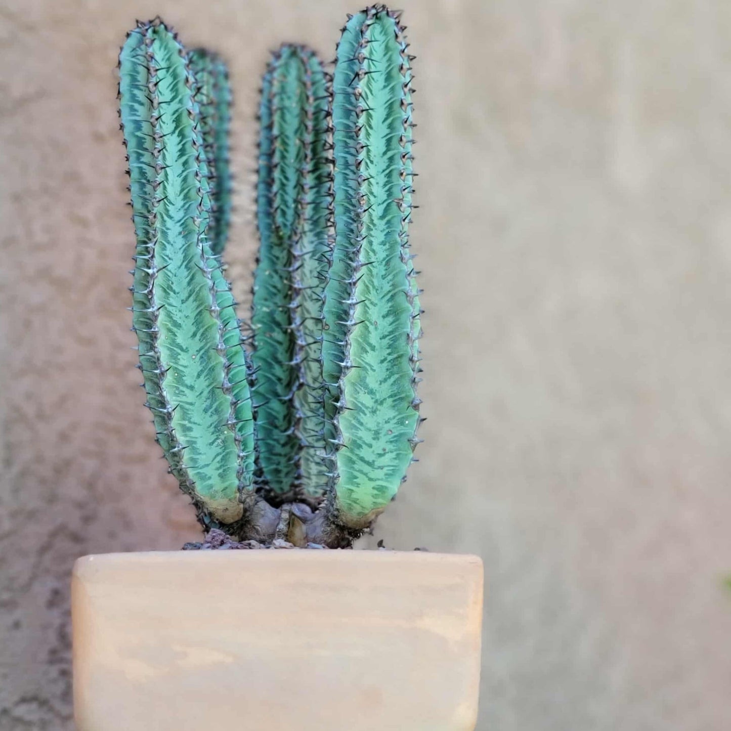 Euphorbia confinalis ssp. Rhodesia variegata 'Zebra' x 4 – Lebombo Euphorbia