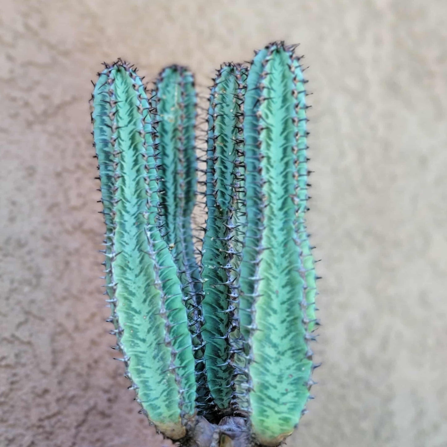 Euphorbia confinalis ssp. Rhodesia variegata 'Zebra' x 4 – Lebombo Euphorbia